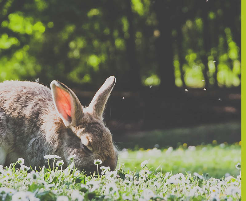 greenvet topical use products for rabbit farming