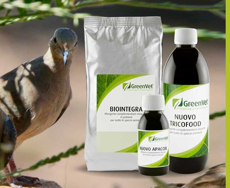 greenvet nutritional feed products for pigeons